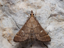 <i>Dolicharthria punctalis</i>