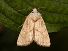 Heart Moth - <i>Dicycla oo</i>