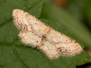 Žlutokřídlec měsíčkový - <i>Idaea dimidiata</i>