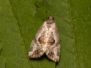 Rosy Marbled - <i>Elaphria venustula</i>