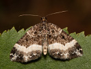 Piadivka jednozúbková - <i>Euphyia unangulata</i>