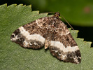 Piadivka jednozúbková - <i>Euphyia unangulata</i>
