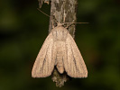 Striped Wainscot - <i>Mythimna pudorina</i>