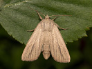 Striped Wainscot - <i>Mythimna pudorina</i>