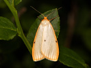 Lišajníkovec belavý - <i>Cybosia mesomella</i>