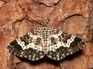 Piadivka smútočná - <i>Epirrhoe tristata</i>
