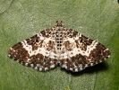 Piadivka smútočná - <i>Epirrhoe tristata</i>