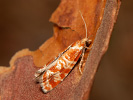 Orange-spotted Shoot - <i>Rhyacionia pinicolana</i>