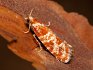 Orange-spotted Shoot - <i>Rhyacionia pinicolana</i>