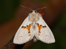 Chochlatka dvojfarebná - <i>Leucodonta bicoloria</i>