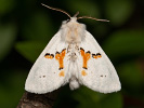 Chochlatka dvojfarebná - <i>Leucodonta bicoloria</i>