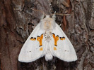 Chochlatka dvojfarebná - <i>Leucodonta bicoloria</i>