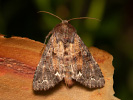 Broom Moth - <i>Ceramica pisi</i>