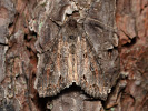 Pale Shining Brown - <i>Polia bombycina</i>