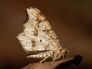 <i>Macaria notata</i>