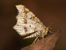 <i>Macaria notata</i>