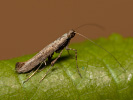 Vzpřímenka - <i>Caloptilia falconipennella</i>