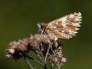Grizzled Skipper - <i>Pyrgus malvae</i>