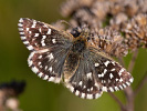 Grizzled Skipper - <i>Pyrgus malvae</i>