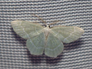 Piadivka zelenkavá - <i>Jodis lactearia</i>