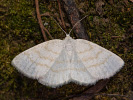 Světlokřídlec osikový - <i>Cabera exanthemata</i>