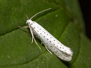 Předivka zhoubná - <i>Yponomeuta evonymella</i>