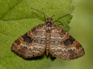 Šedokřídlec vrbový - <i>Pterapherapteryx sexalata</i>