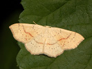 Očkovec dubový - <i>Cyclophora punctaria</i>