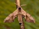 Lišaj pavooký - <i>Smerinthus ocellatus</i>
