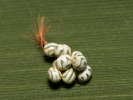 Priadkovec ovocný - <i>Gastropacha quercifolia</i>