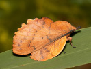 Priadkovec ovocný - <i>Gastropacha quercifolia</i>
