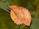 Priadkovec ovocný - <i>Gastropacha quercifolia</i>