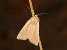 <i>Mythimna straminea</i>