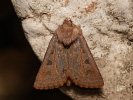 Jasnobarvec západní - <i>Episema glaucina</i>