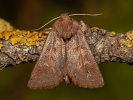 Jasnobarvec západní - <i>Episema glaucina</i>