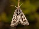 Jasnobarvec západní - <i>Episema glaucina</i>