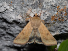 <i>Helicoverpa armigera</i>