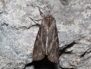 Dřevobarvec úzkokřídlý - <i>Scotochrosta pulla</i>