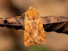 Zimovnice rezavá - <i>Conistra rubiginea</i>