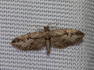 Píďalička podzimní - <i>Eupithecia ericeata</i>