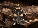 Drsnohřbetka žlutoskvrnná - <i>Oegoconia uralskella</i>