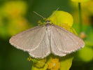 Drab Looper - <i>Minoa murinata</i>
