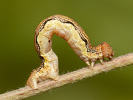 Mottled Umber - <i>Erannis defoliaria</i>