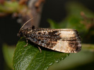 Plum Tortrix - <i>Hedya pruniana</i>
