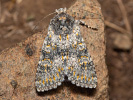 Mora šalviová - <i>Polymixis xanthomista</i>