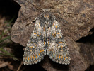 Mora šalviová - <i>Polymixis xanthomista</i>