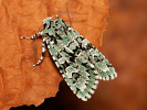 Pestroskvrnka zelenavá - <i>Griposia aprilina</i>
