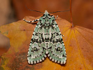 Pestroskvrnka zelenavá - <i>Griposia aprilina</i>