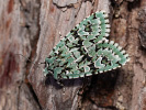 Pestroskvrnka zelenavá - <i>Griposia aprilina</i>