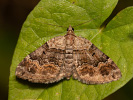 Piadivka prvosienková - <i>Xanthorhoe quadrifasiata</i>